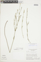 Spigelia spartioides image