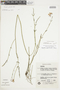 Spigelia spartioides image