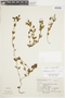 Spigelia stenophylla image