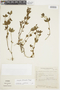 Spigelia stenophylla image