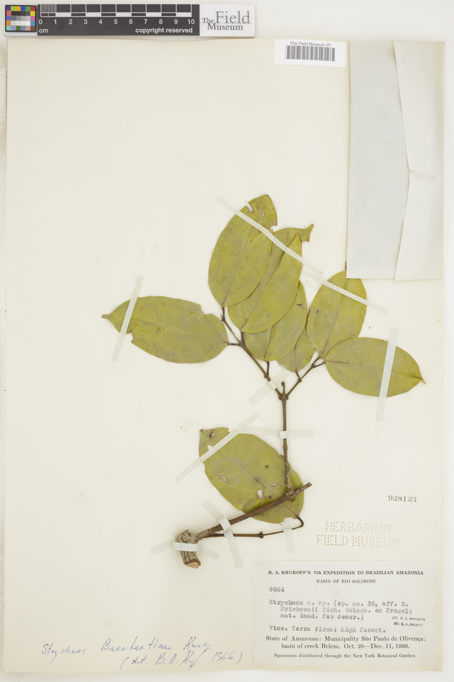 Strychnos barnhartiana image