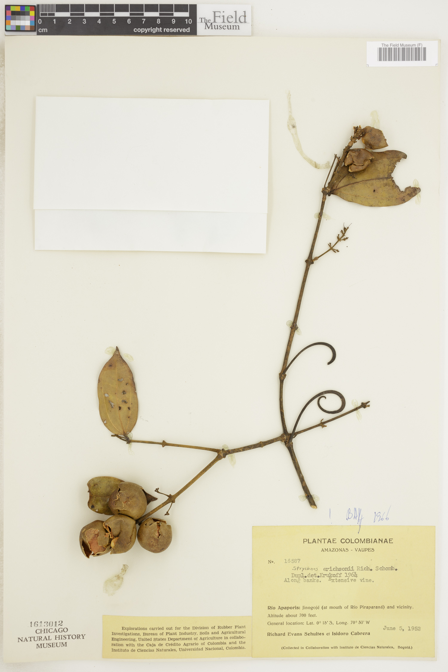 Strychnos erichsonii image