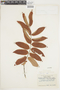 Strychnos guianensis image