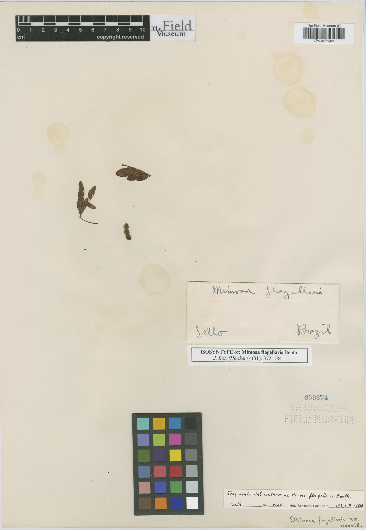 Mimosa flagellaris image