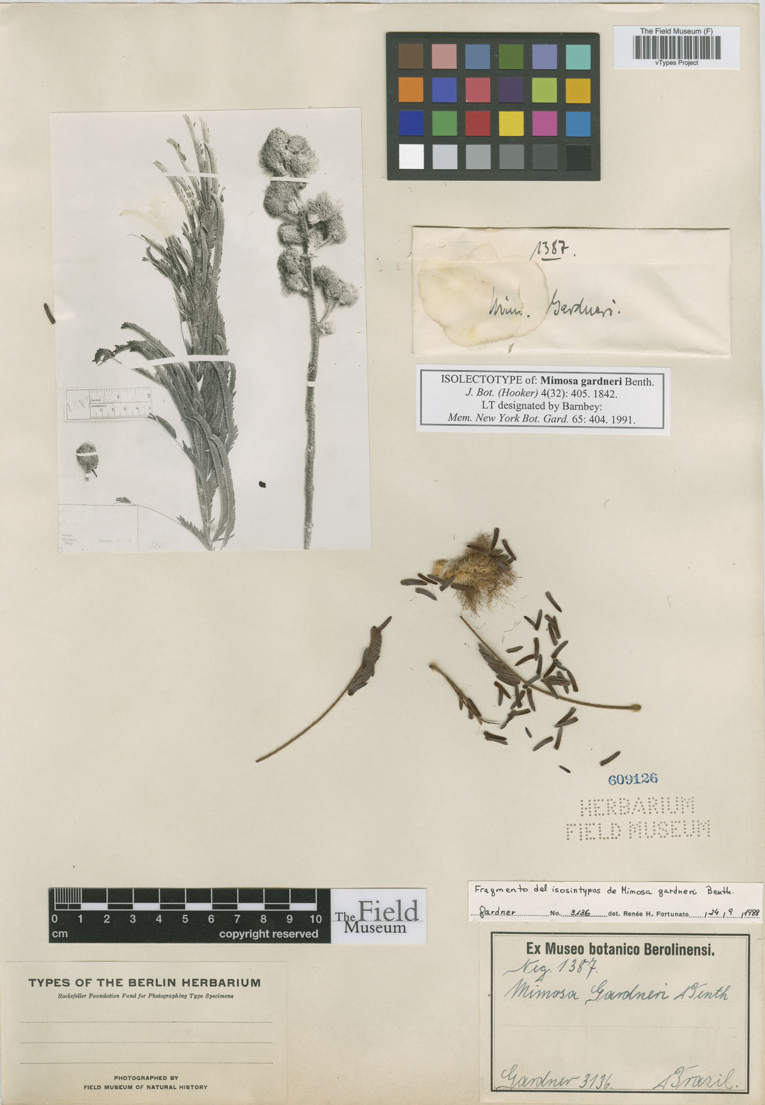 Mimosa gardneri image