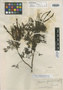 Mimosa gemmulata image