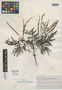Mimosa gemmulata image