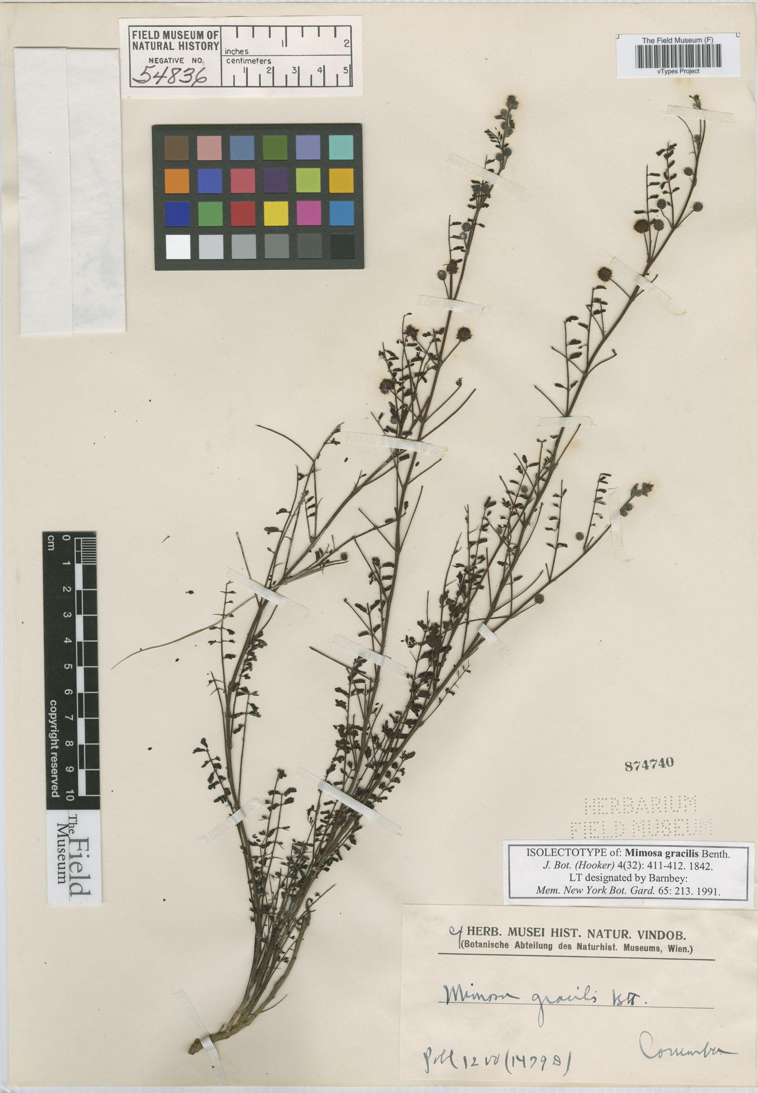 Mimosa gracilis image