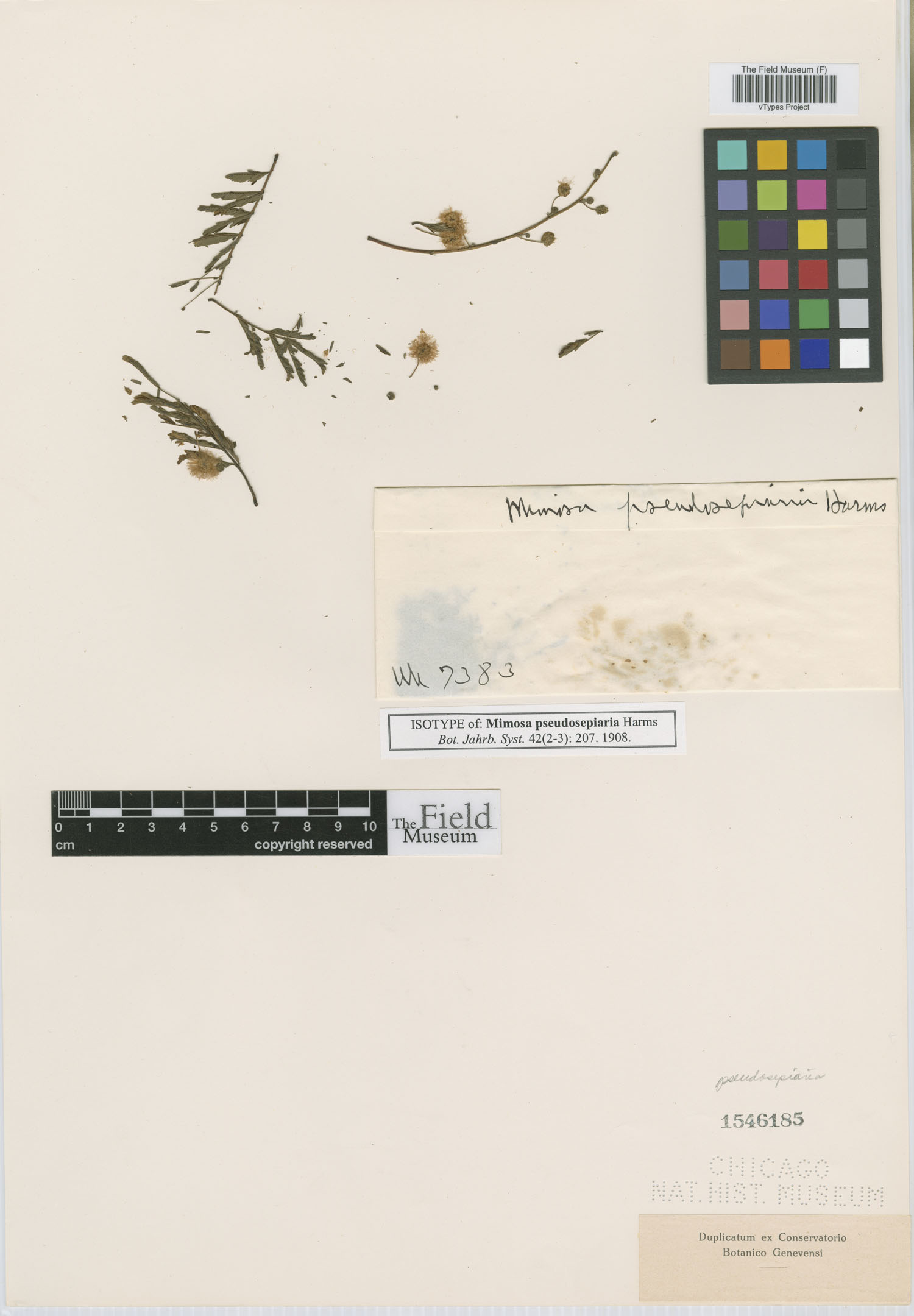 Mimosa pseudosepiaria image