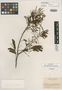 Mimosa punctulata image