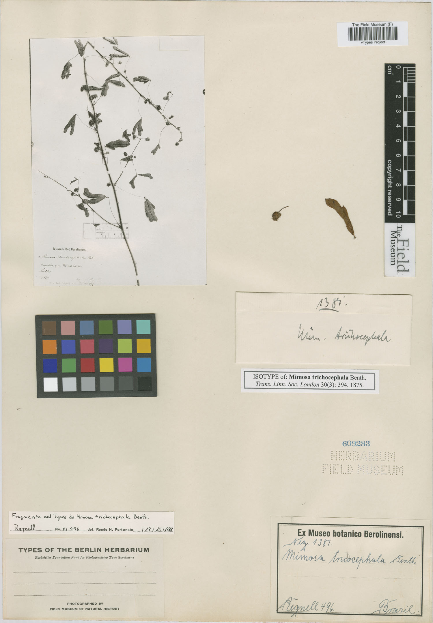 Mimosa trichocephala image