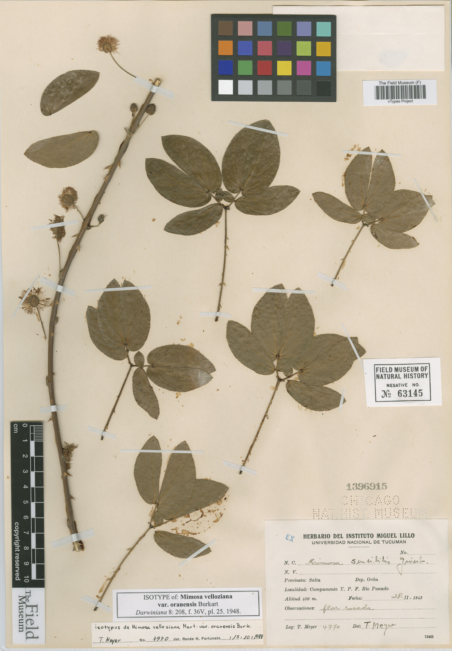 Mimosa velloziana var. oranensis image