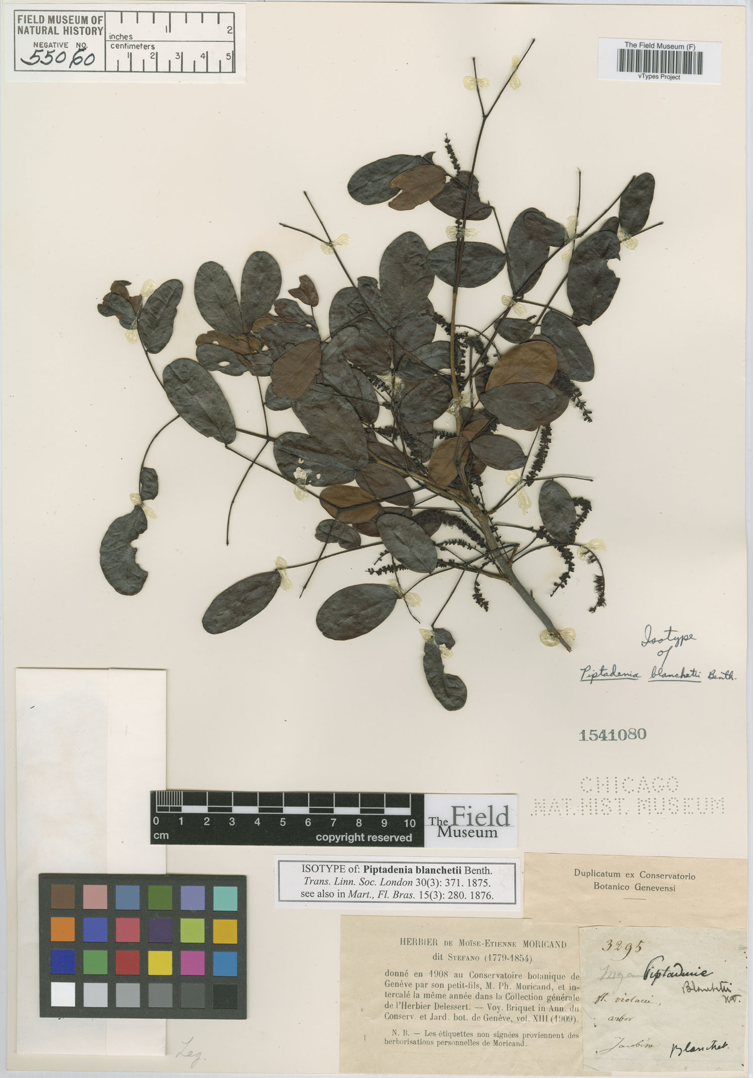 Parapiptadenia blanchetii image