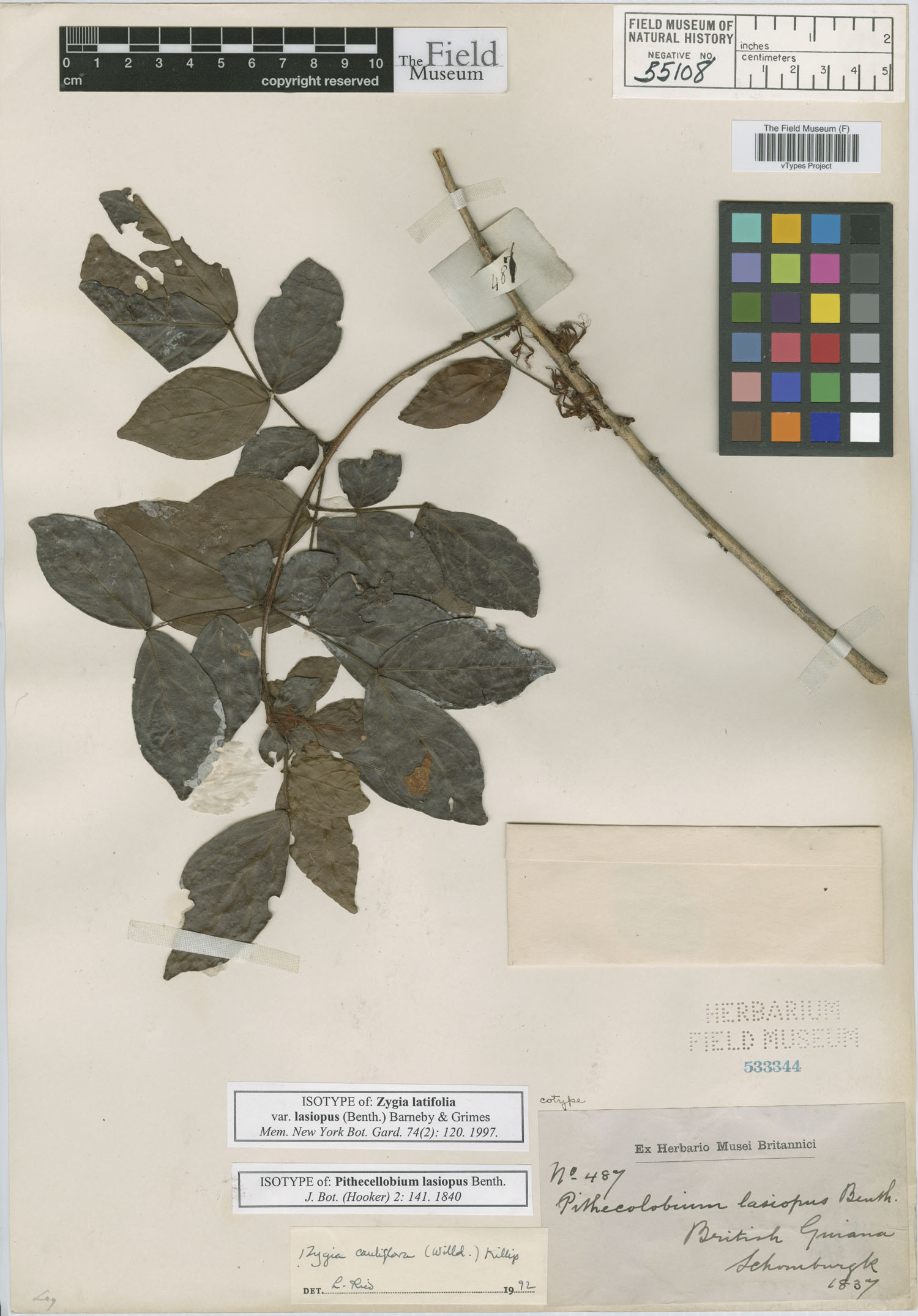 Zygia latifolia var. lasiopus image