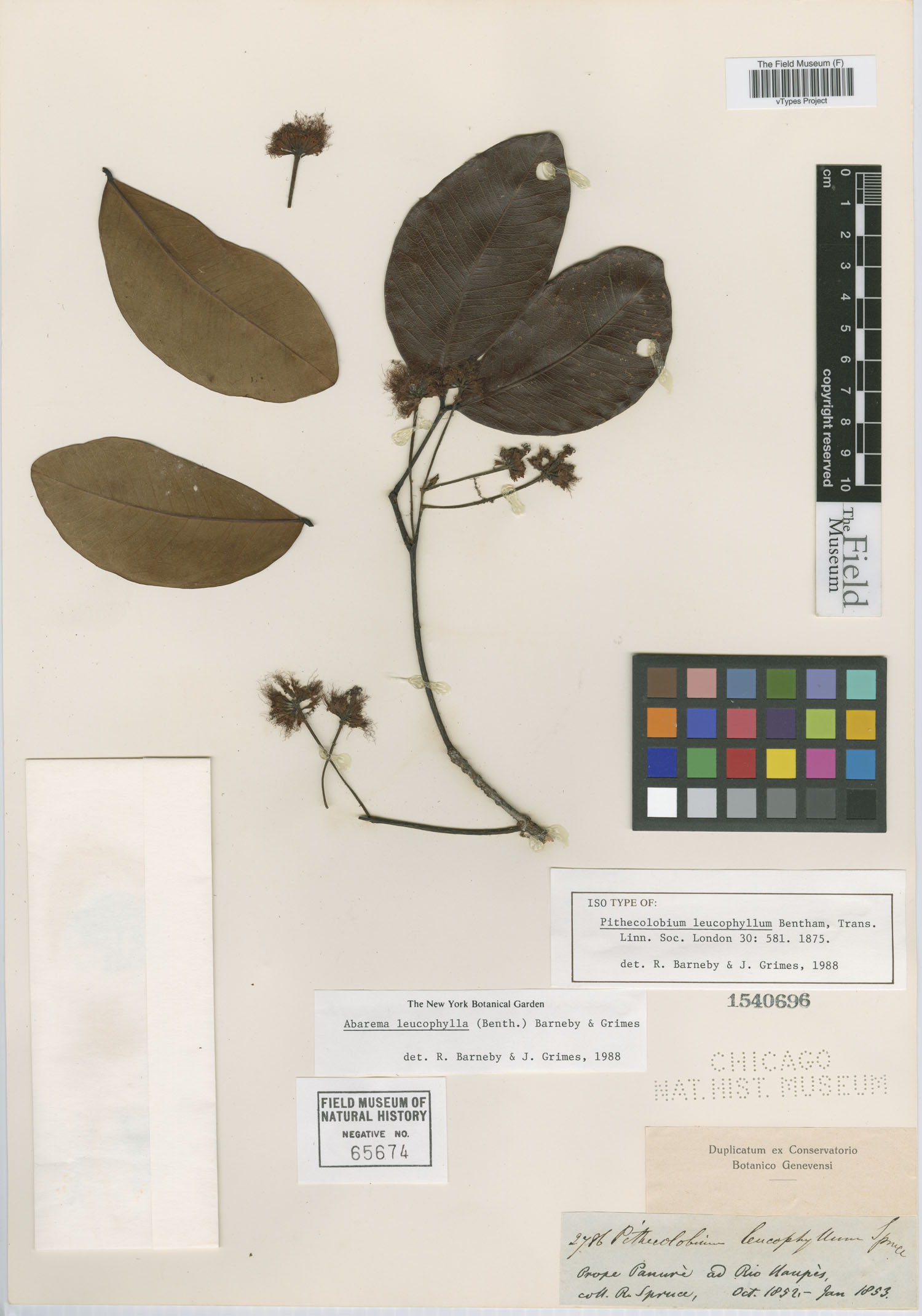 Abarema leucophylla var. leucophylla image