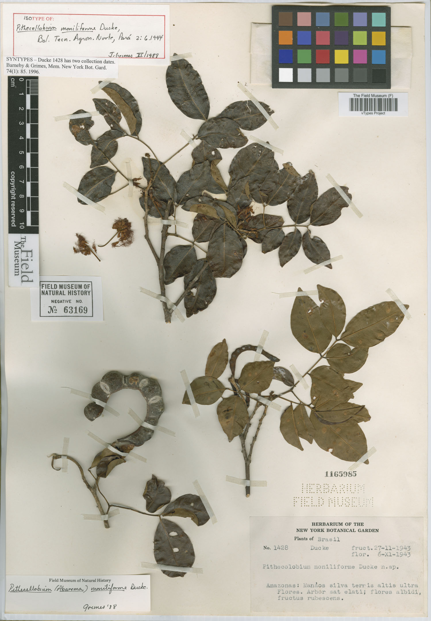 Cathormion umbellatum subsp. moniliforme image