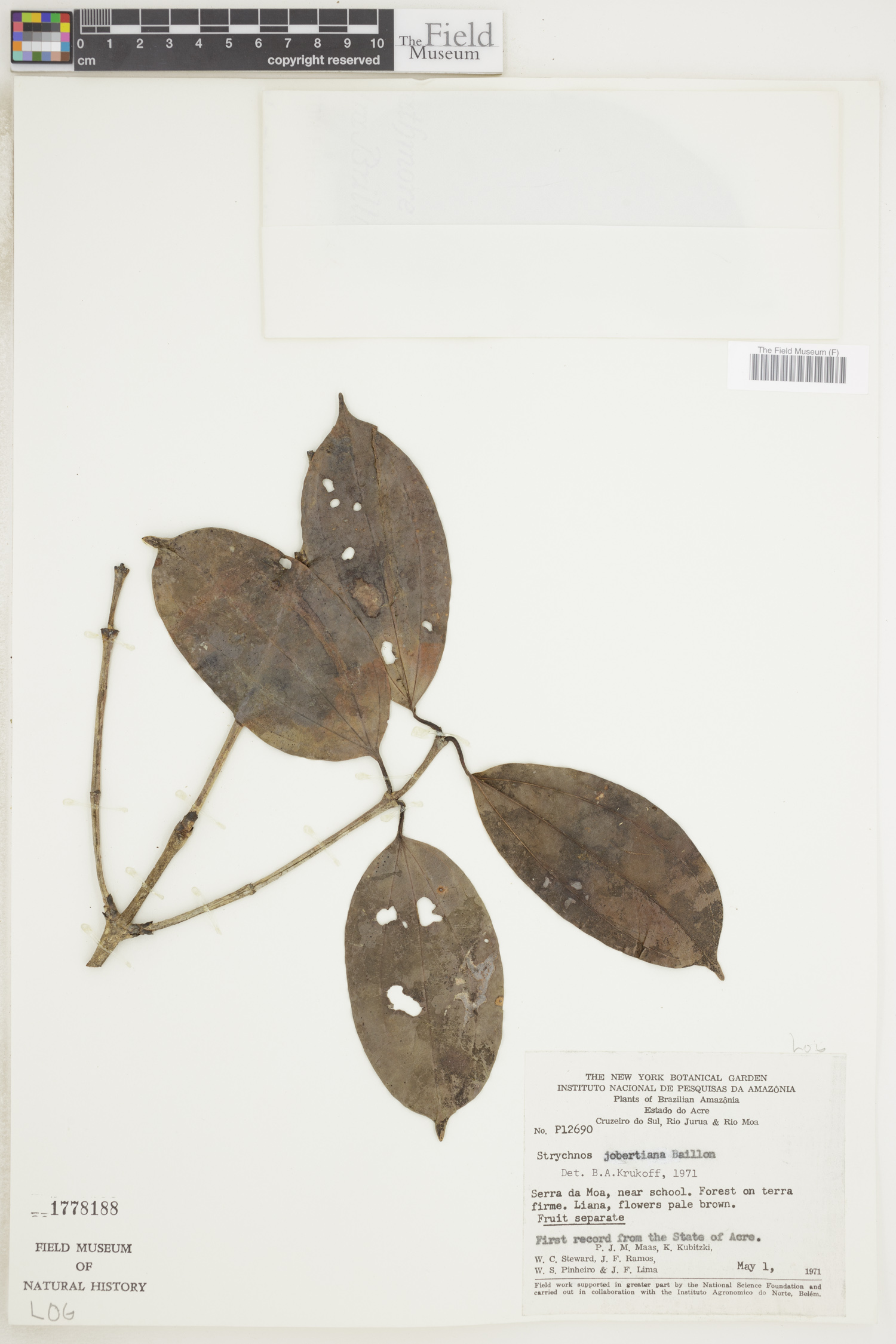 Strychnos jobertiana image
