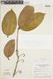 Strychnos macrophylla image