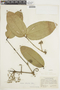 Strychnos parviflora image