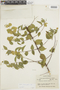 Strychnos parvifolia image