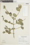 Strychnos parvifolia image
