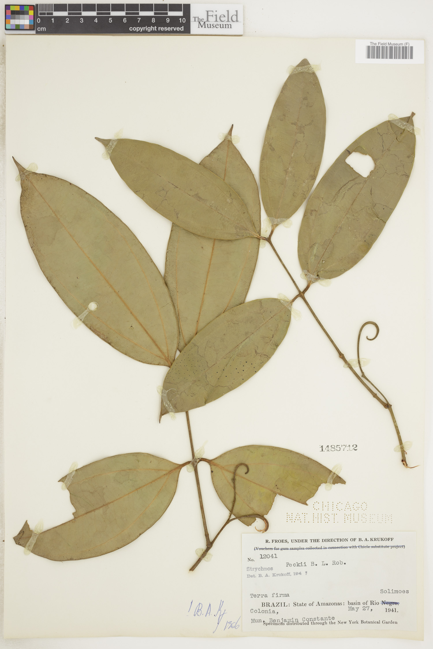 Strychnos peckii image
