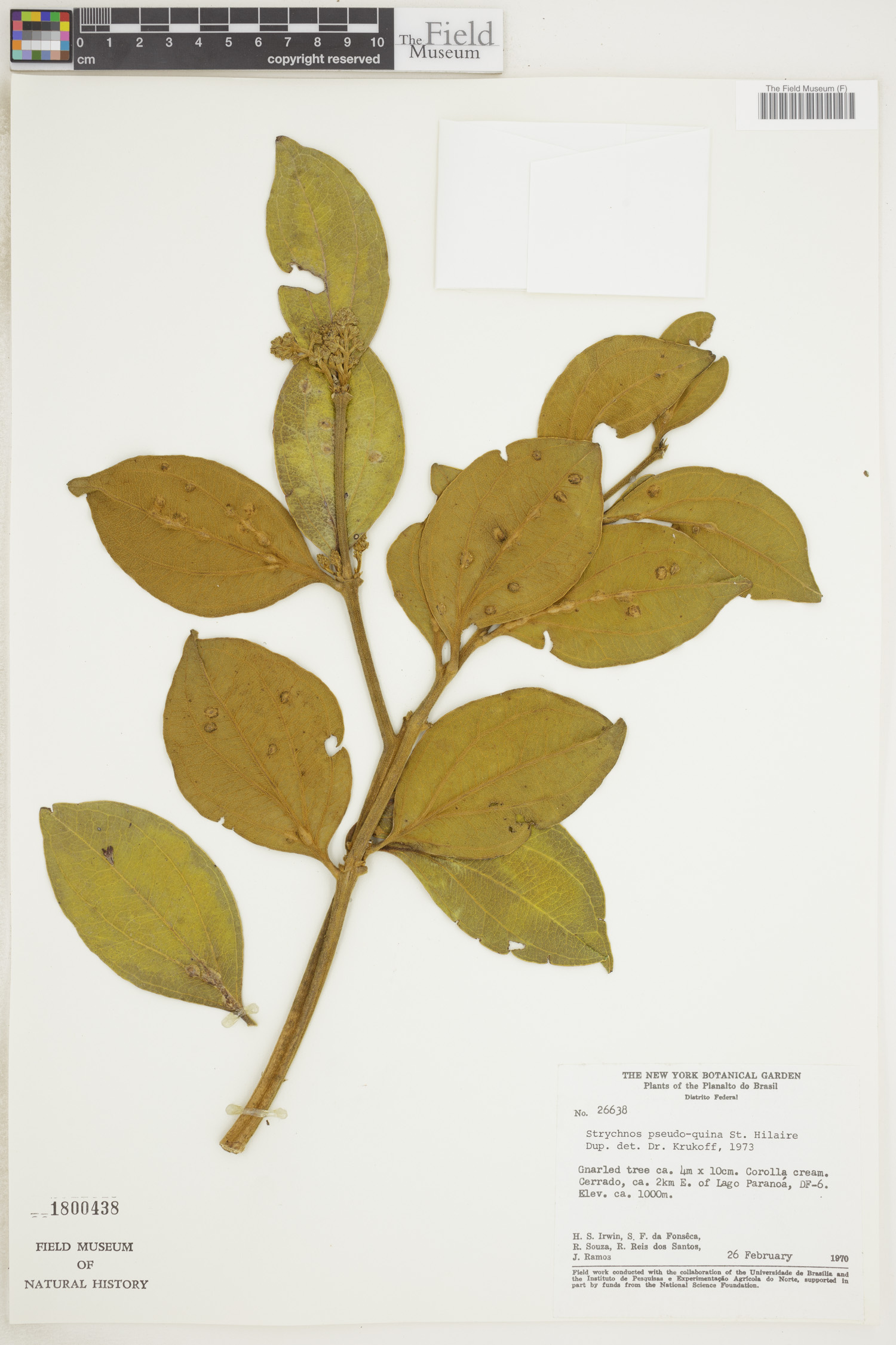 Strychnos pseudoquina image