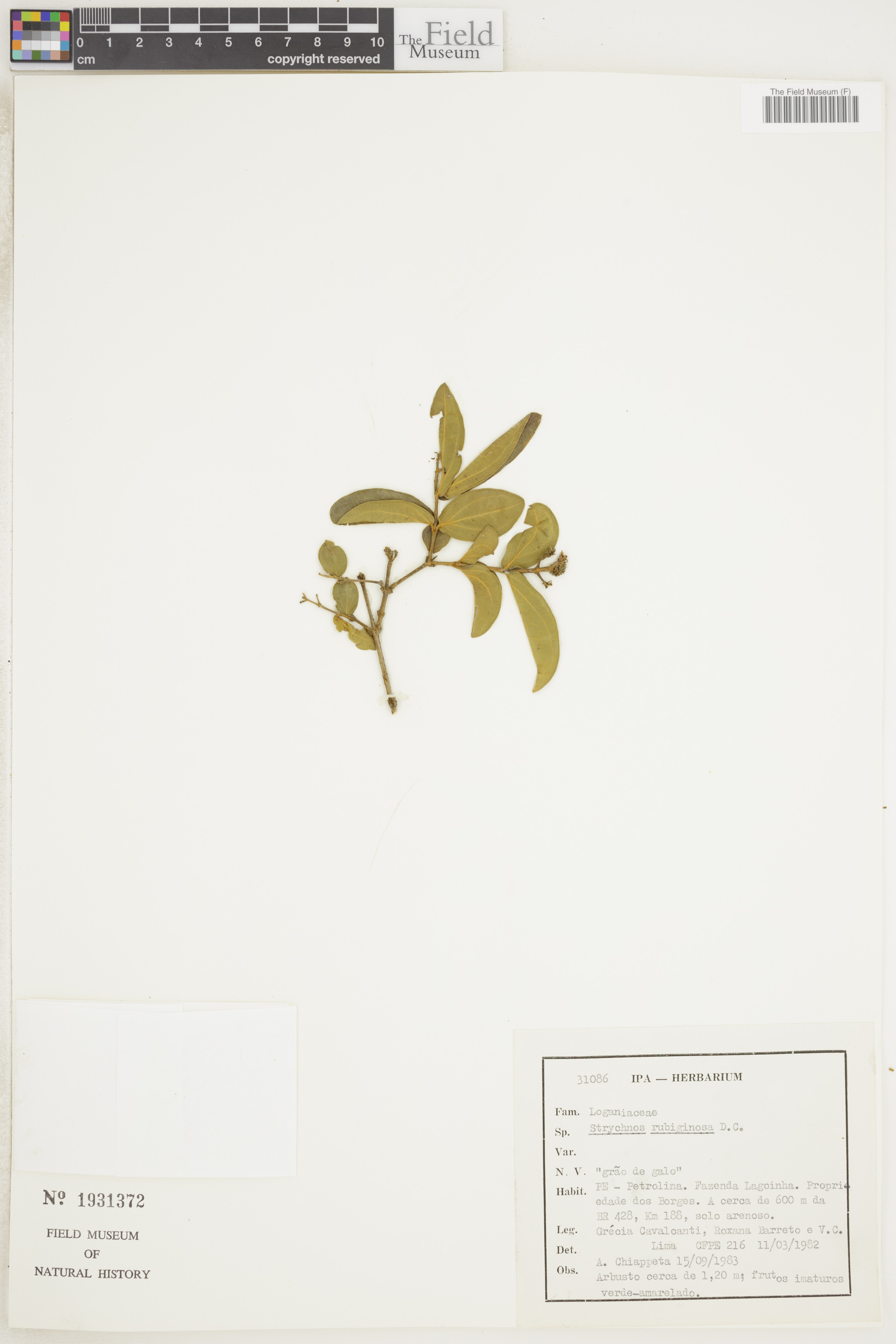 Strychnos rubiginosa image
