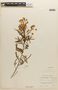 Mimosa lepidota image