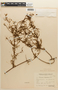 Mimosa macrocalyx image