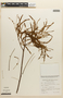Mimosa myriadenia image