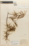 Mimosa myriadenia image