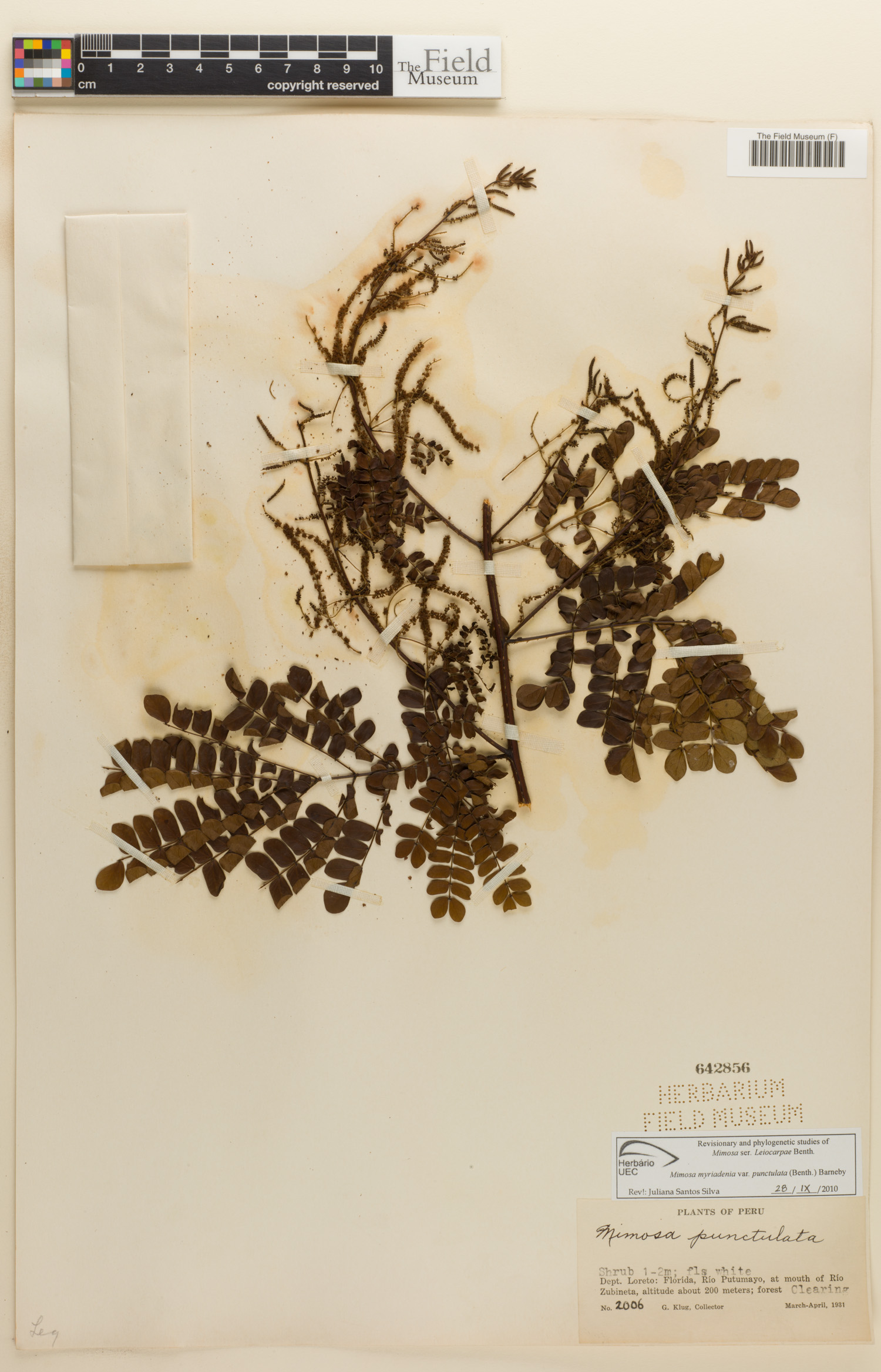 Mimosa myriadenia var. punctulata image