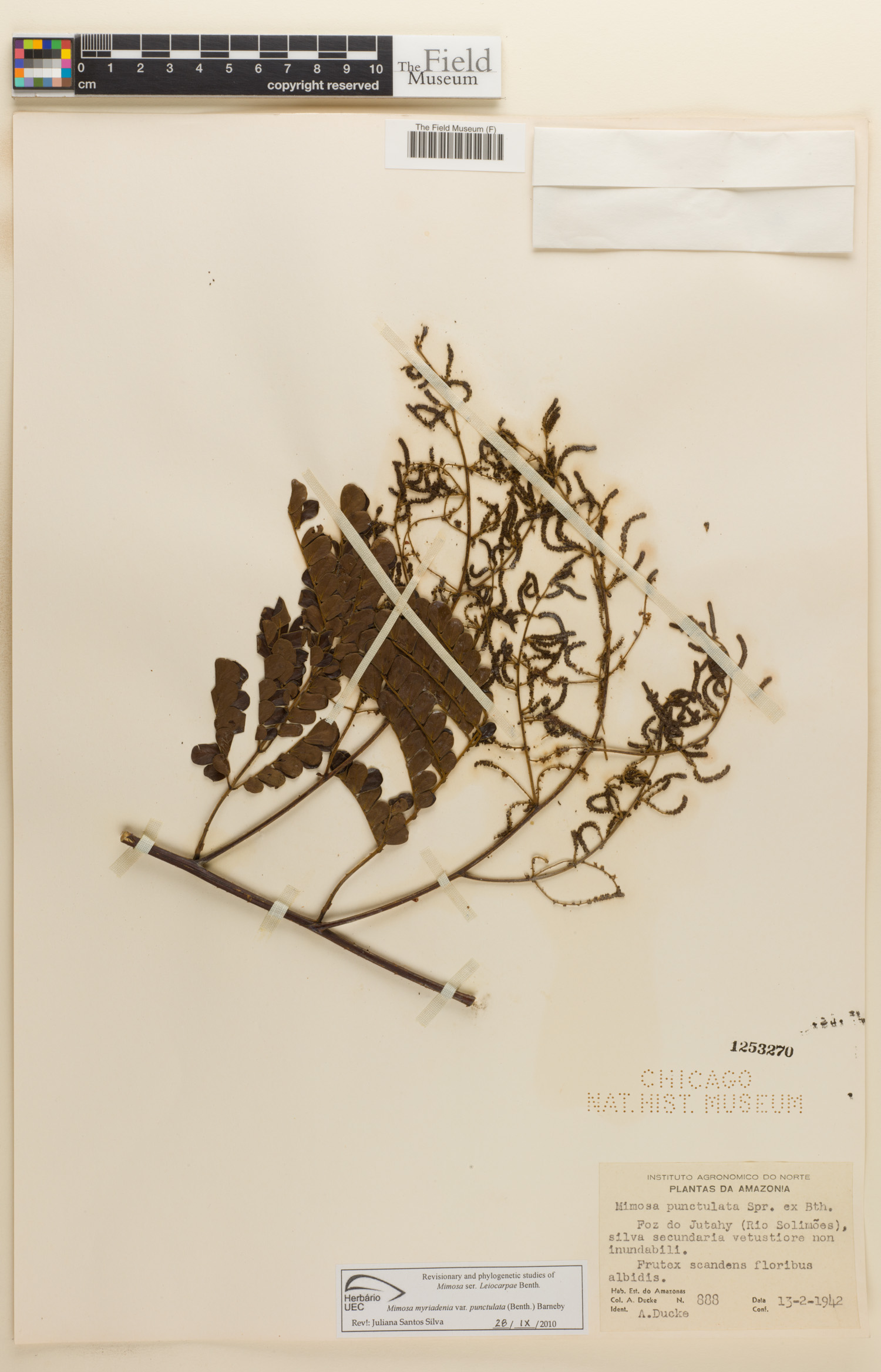 Mimosa myriadenia var. punctulata image