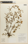 Mimosa neptunioides image