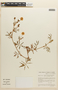 Mimosa neptunioides image