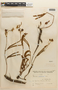 Mimosa oligophylla image