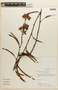 Mimosa oligophylla image