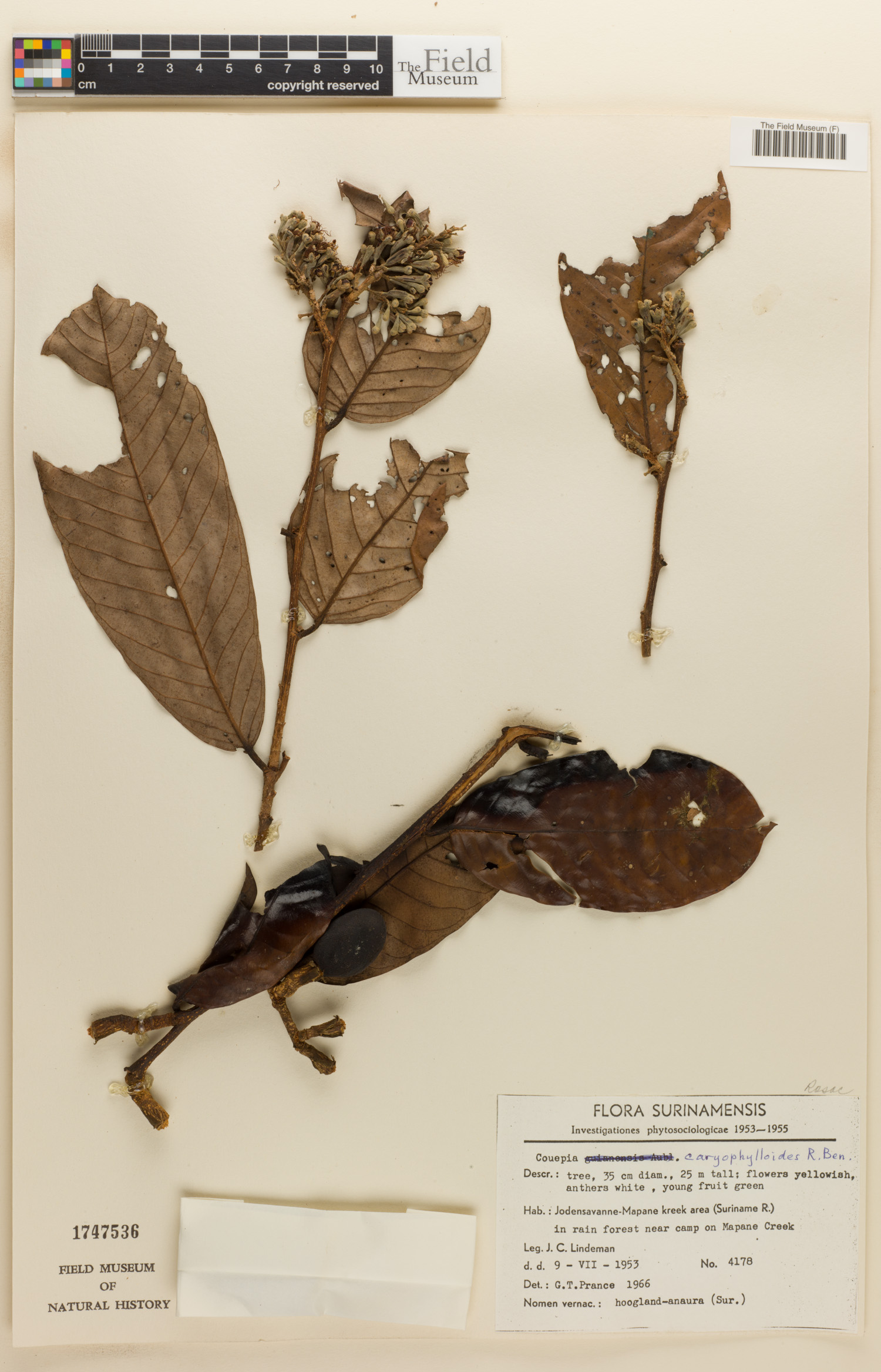 Couepia caryophylloides image