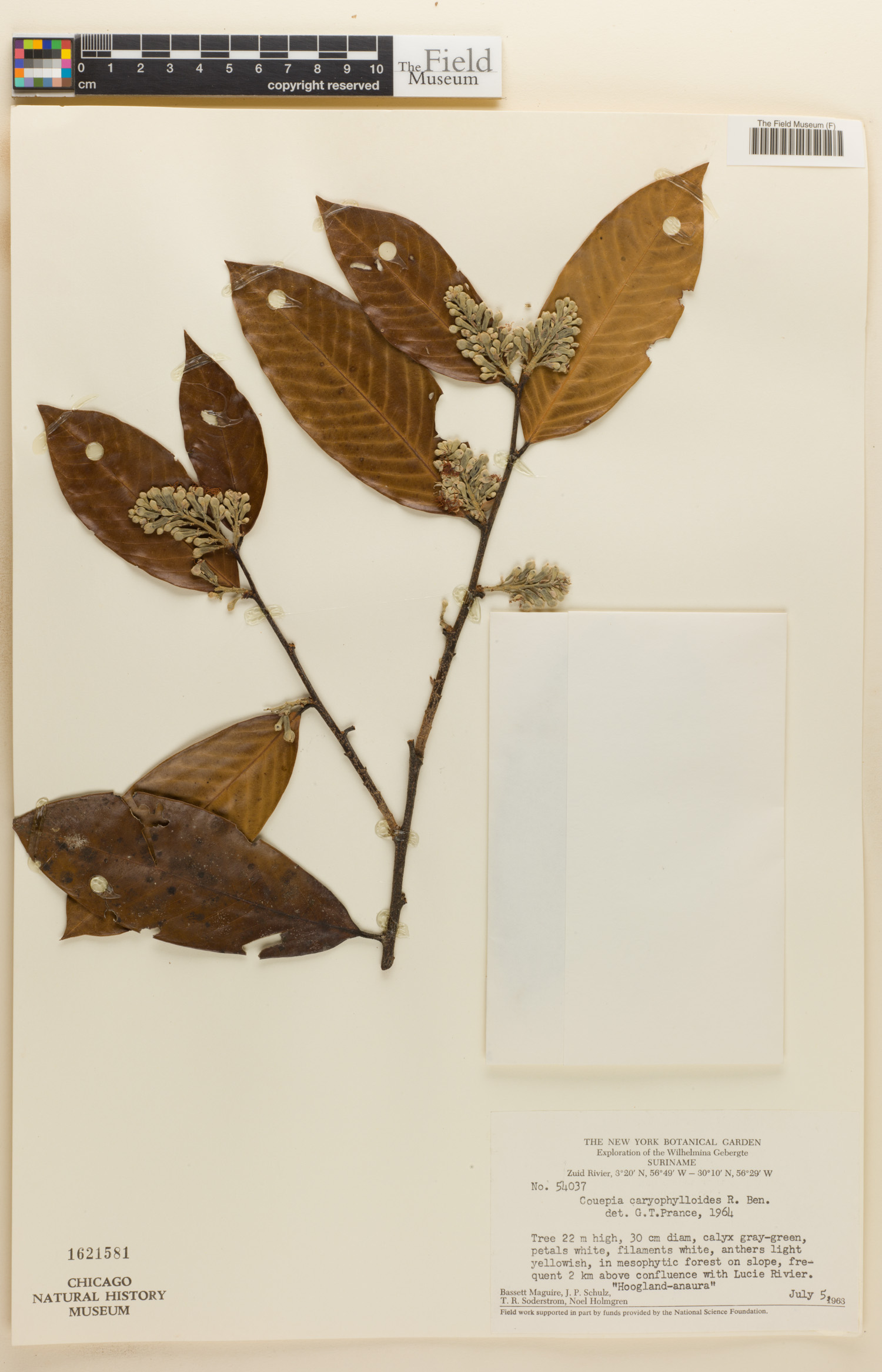 Couepia caryophylloides image