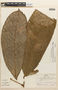 Couepia chrysocalyx image