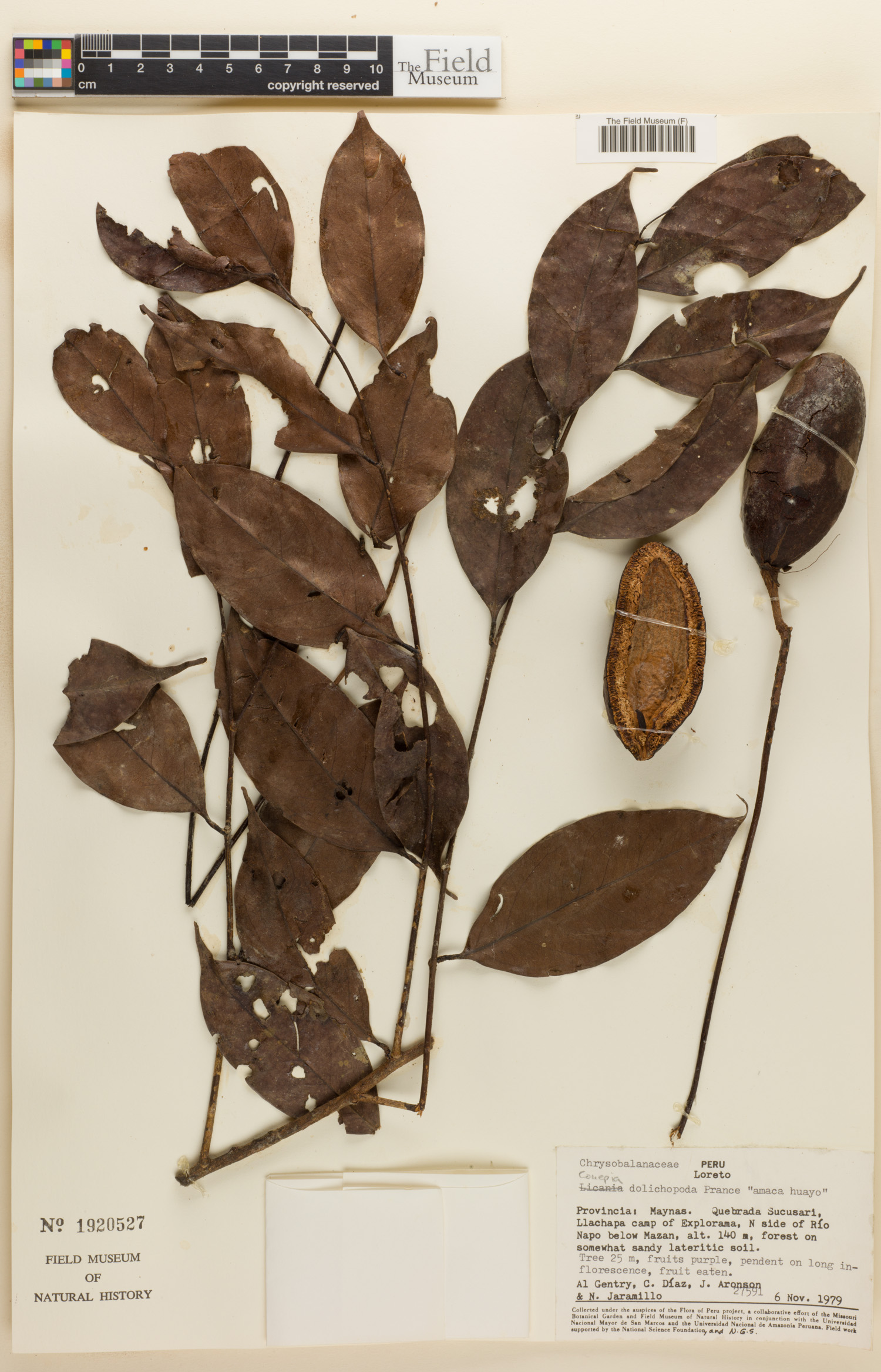 Couepia dolichopoda image