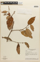 Couepia guianensis subsp. glandulosa image