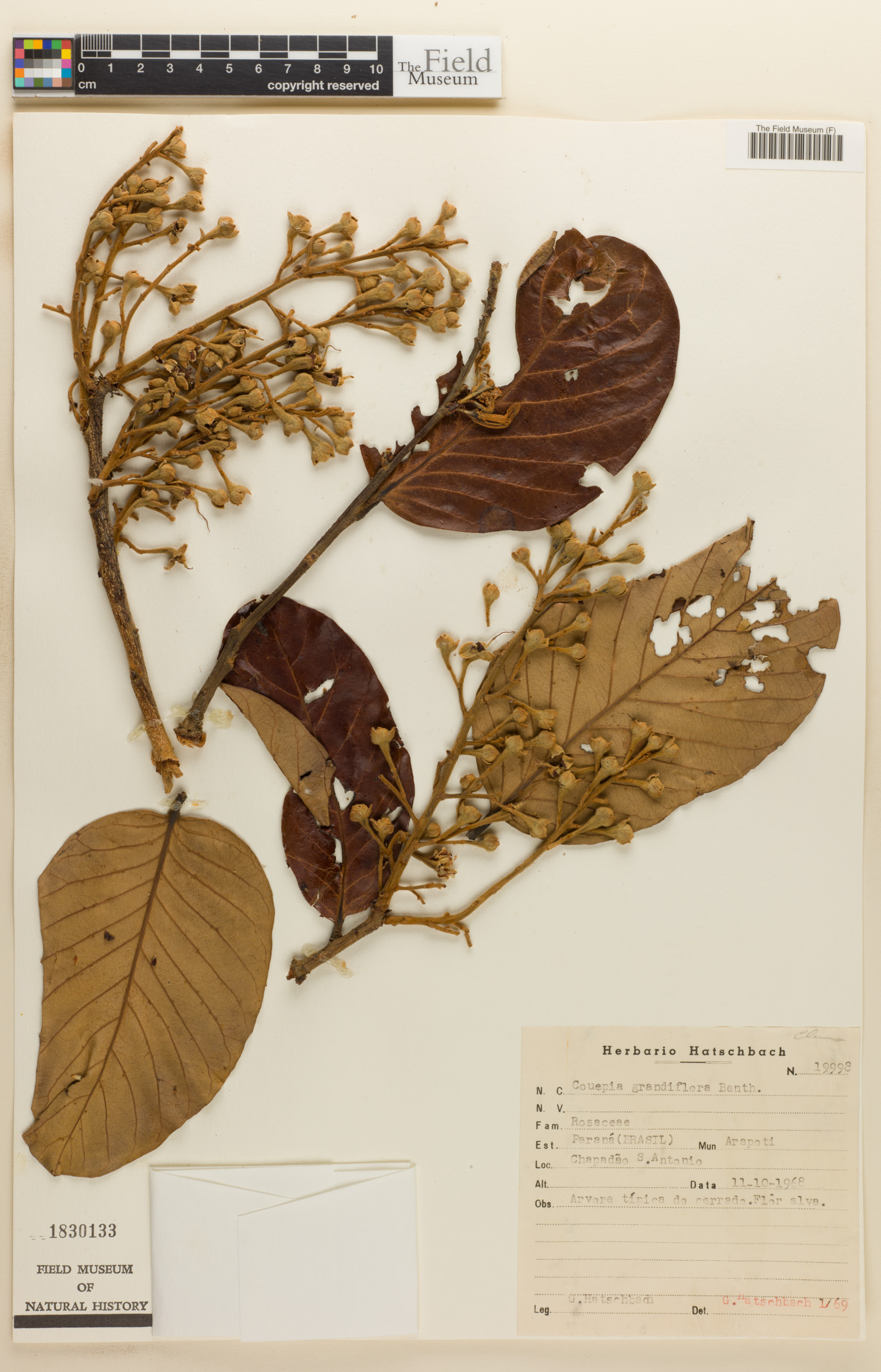 Couepia grandiflora image