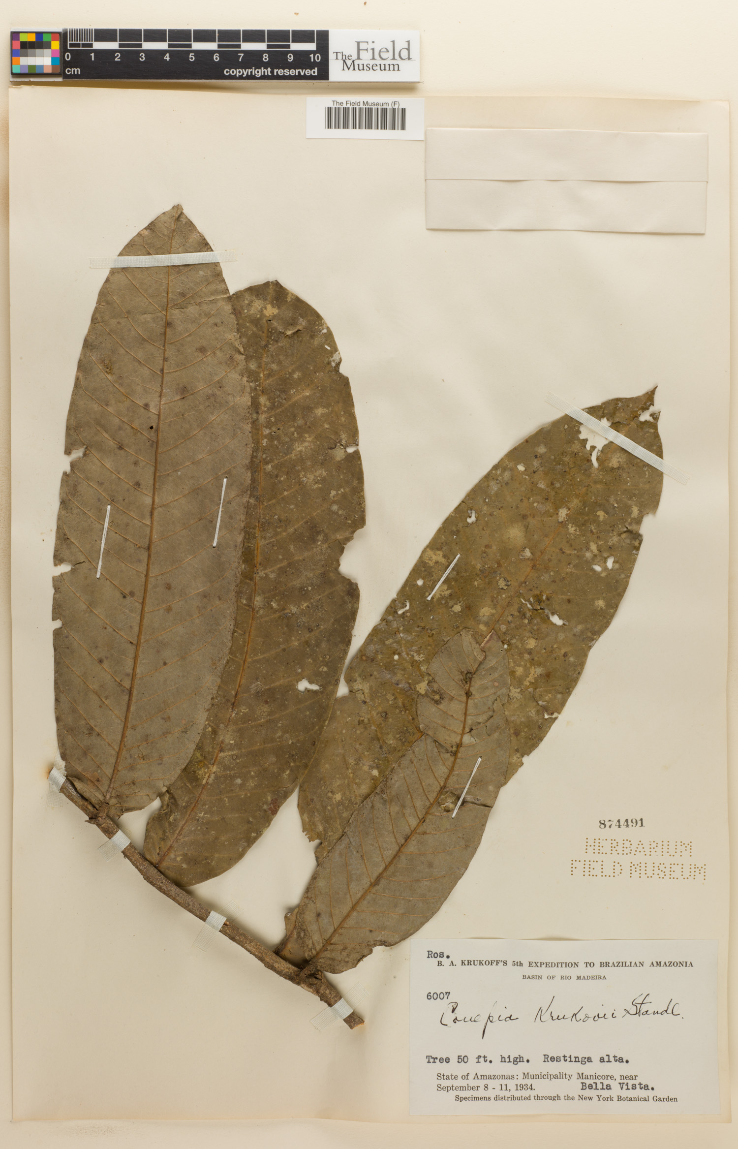 Couepia krukovii image