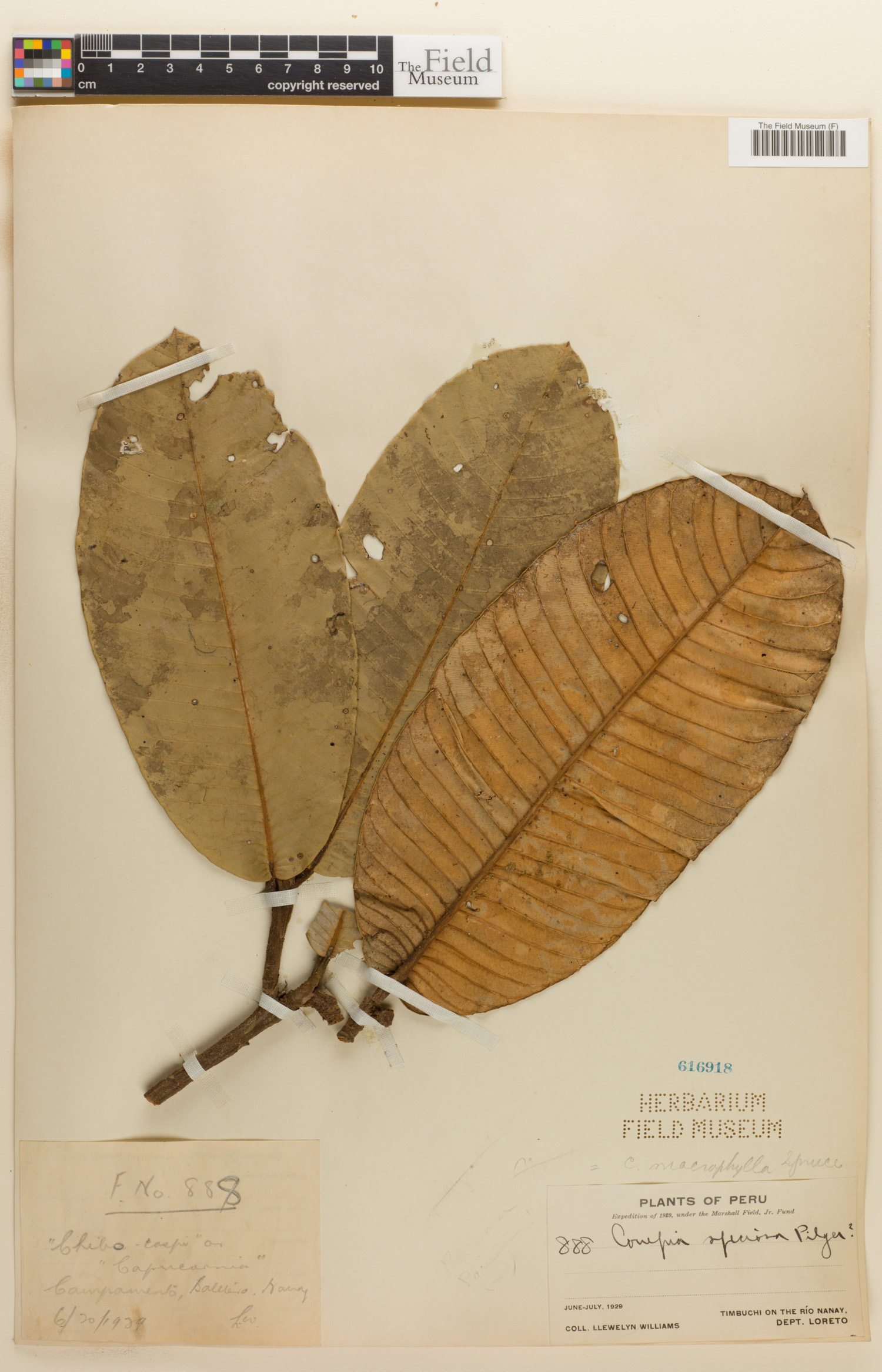 Couepia macrophylla image