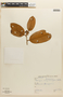 Couepia magnoliifolia image