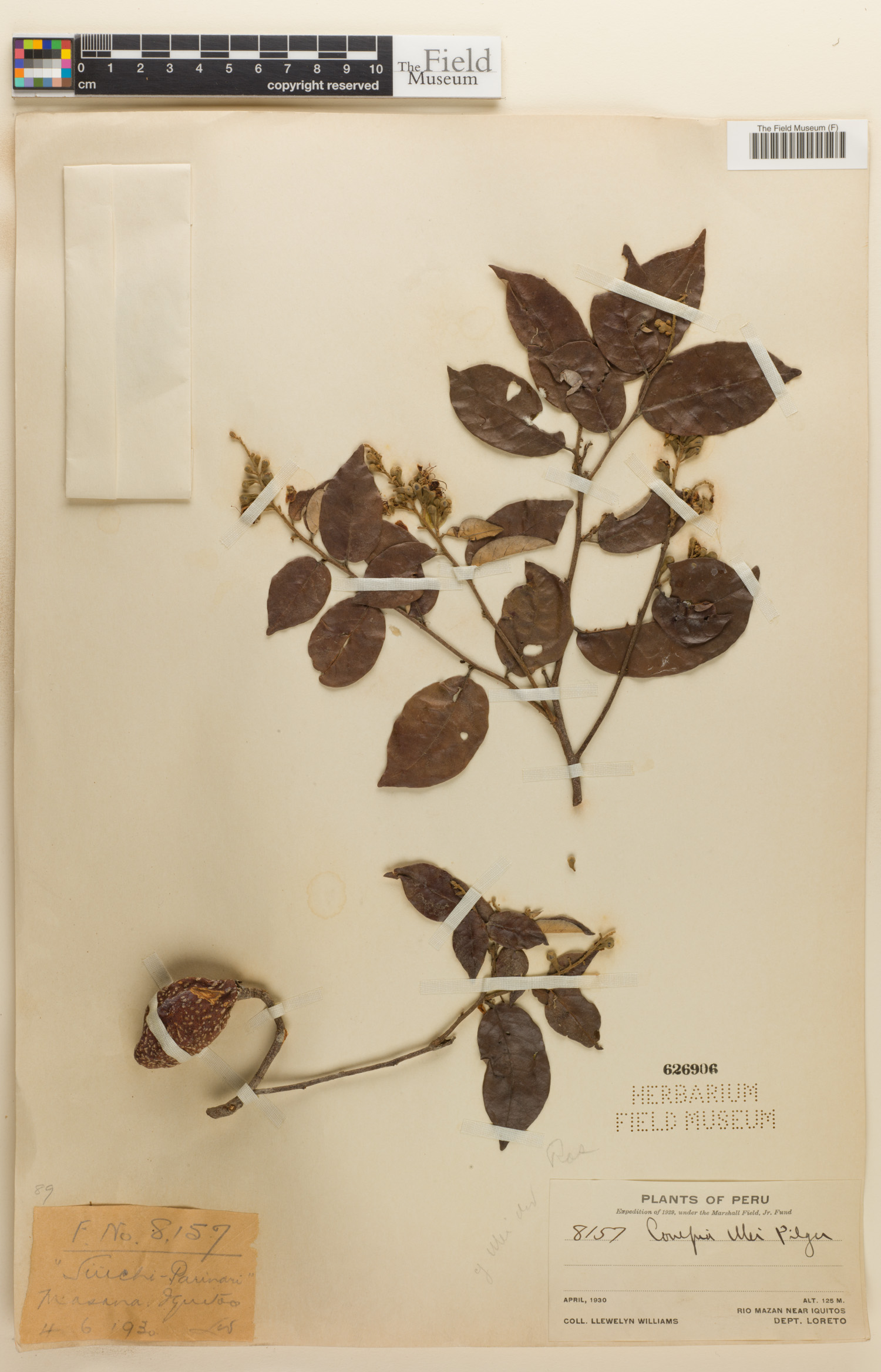 Couepia ulei image