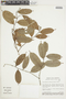 Exellodendron barbatum image