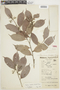 Exellodendron barbatum image